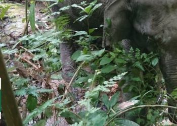 Save our elephants