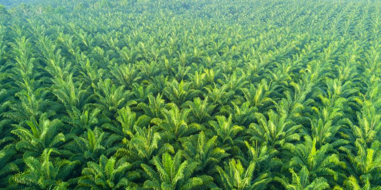 Making Malaysian agriculture truly sustainable