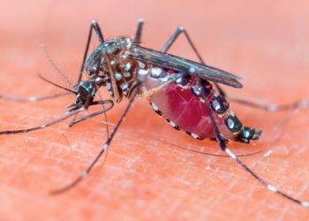 Controlling the dengue menace