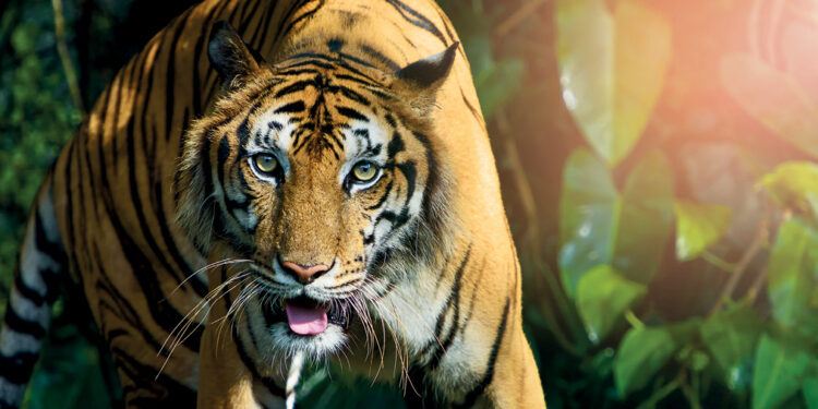 Tiger Range countries and partners share initiatives on tiger conservation during AMC4