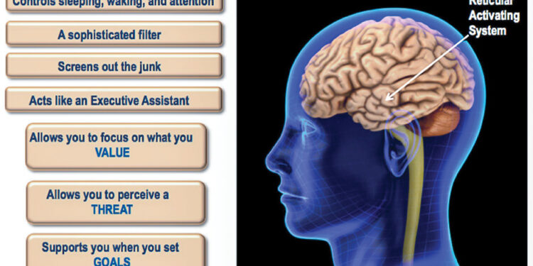 Our amazing brain
