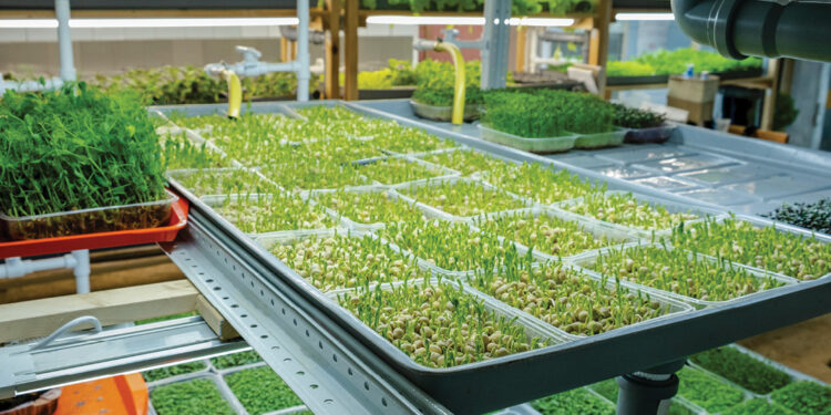 Self-sustenance through urban farming