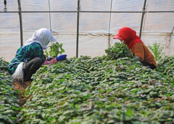 Supporting halal agriculture in a sustainable way