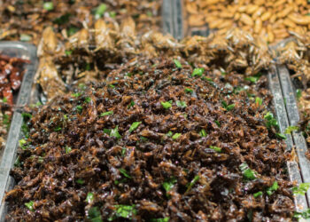 Insects on the menu